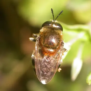 Microdon (Microdon) mutabilis (Linnaeus, 1758):592