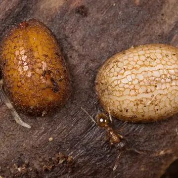 Microdon (Microdon) myrmicae Schönrogge, Barr, Wardlaw, Napper, Gardner, Breen, Elmes, & Thomas, 2002:315