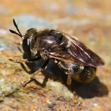 Microdon (Microdon) tristis Loew, 1864:73