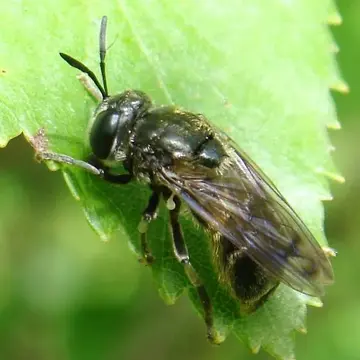 Microdon (Microdon) tristis Loew, 1864:73