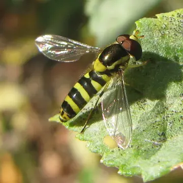 Allograpta javana (Wiedemann, 1824):34