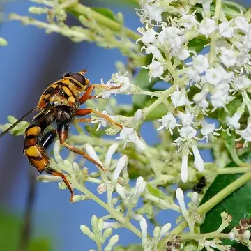 Milesia fissipennis Speiser, 1911:241