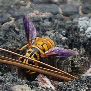 Milesia scutellata Hull, 1924:280
