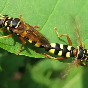 Milesia semiluctifera (Villers, 1789):463