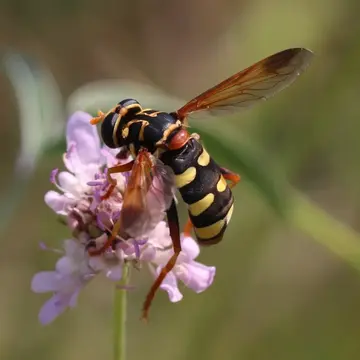Milesia semiluctifera (Villers, 1789):463