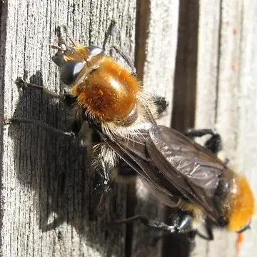 Crioprora (Crioprora) alopex (Osten Sacken, 1877):338