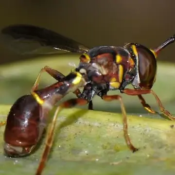 Monoceromyia floridensis Shannon, 1922:41