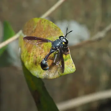 Monoceromyia obscura (Brunetti, 1907):380