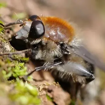 Crioprora (Crioprora) alopex (Osten Sacken, 1877):338