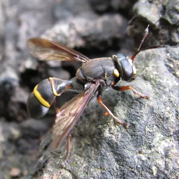 Monoceromyia pleuralis (Coquillett, 1898):302