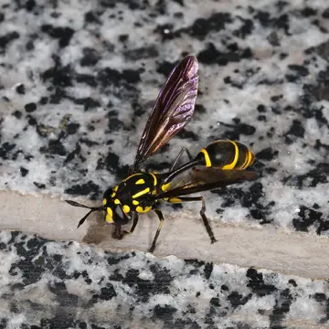 Monoceromyia trinotata (Meijere, 1904):97