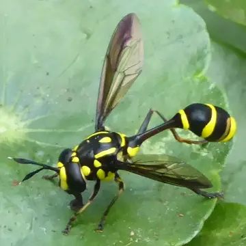 Monoceromyia trinotata (Meijere, 1904):97