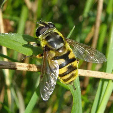 Myathropa florea (Linnaeus, 1758):591