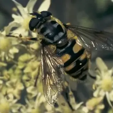 Myathropa florea (Linnaeus, 1758):591