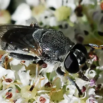 Myolepta aurinota (Hine, 1903):245