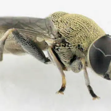 Myolepta aurinota (Hine, 1903):245