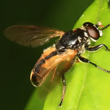 Male Myolepta dubia (Fabricius, 1805):221