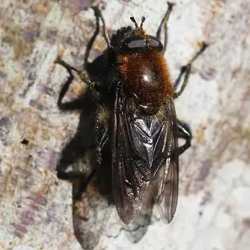 Crioprora (Crioprora) alopex (Osten Sacken, 1877):338