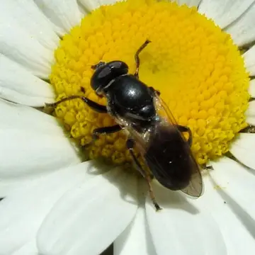 Myolepta lunulata Bigot, 1884:537
