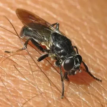 Myolepta nigra (Loew, 1872):84