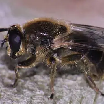 Myolepta varipes (Loew, 1870):174