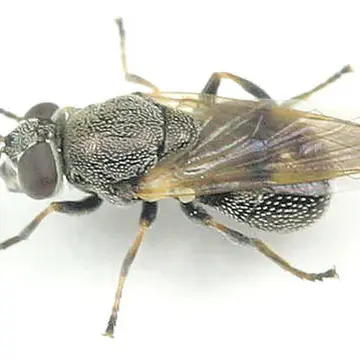 Myolepta strigilata (Loew, 1872):85