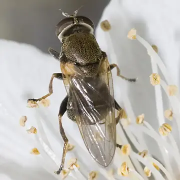 Myolepta strigilata (Loew, 1872):85