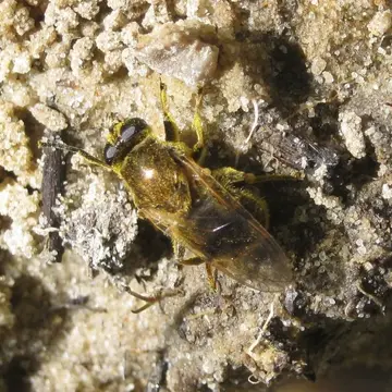 Myolepta vara (Panzer, 1798):8