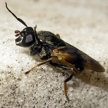 Myolepta varipes (Loew, 1870):174