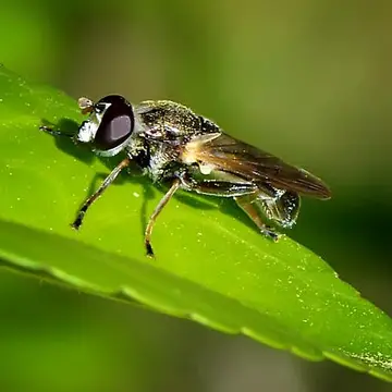 Myolepta varipes (Loew, 1870):174