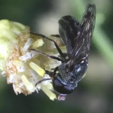 Nausigaster punctulata Williston, 1883:34