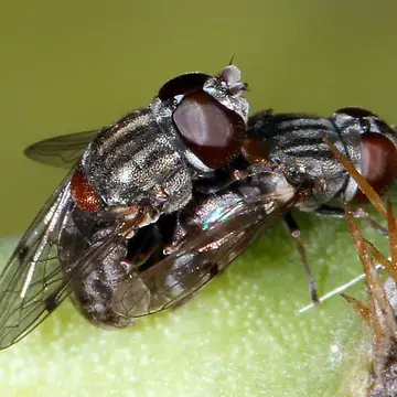 Nausigaster unimaculata Townsend, 1897:24