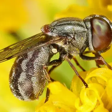 Nausigaster unimaculata Townsend, 1897:24