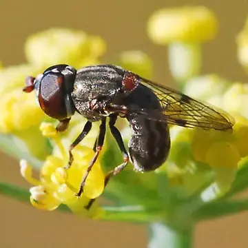 Nausigaster unimaculata Townsend, 1897:24