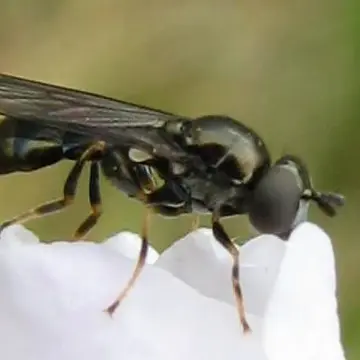 Neoascia (Neoasciella) geniculata (Meigen, 1822):192