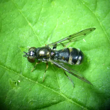 Neoascia (Neoasciella) interrupta (Meigen, 1822):190