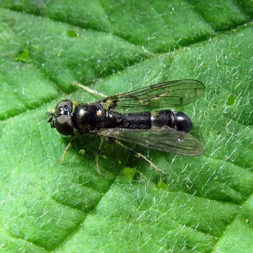 Neoascia (Neoasciella) interrupta (Meigen, 1822):190