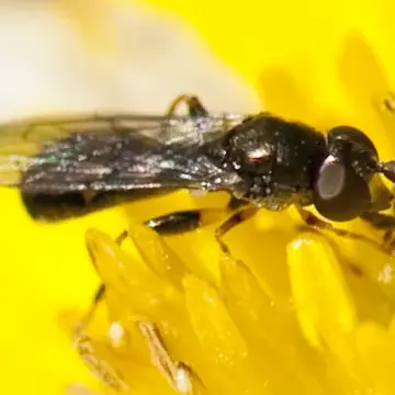 Neoascia metallica (Williston, 1882):315