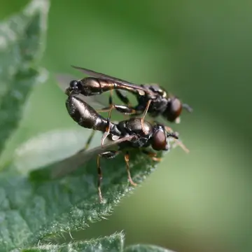 Neoascia (Neoasciella) meticulosa (Scopoli, 1763):344