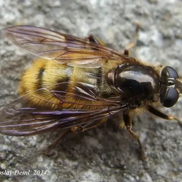 Brachypalpus chrysites Egger, 1859:388