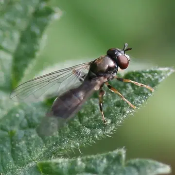 Neoascia (Neoasciella) meticulosa (Scopoli, 1763):344