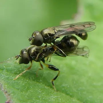 Neoascia obliqua Coe, 1940:18