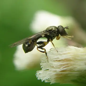 Neoascia obliqua Coe, 1940:18