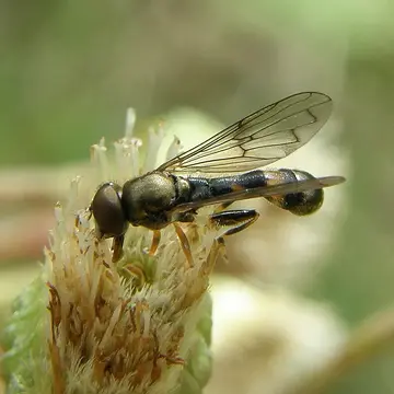 Neoascia obliqua Coe, 1940:18