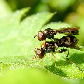 Neoascia podagrica (Fabricius, 1775):768