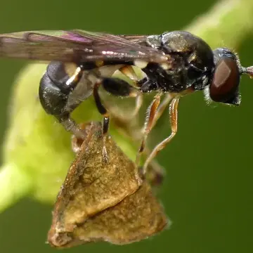 Neoascia podagrica (Fabricius, 1775):768
