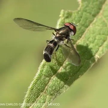 Orphnabaccha coerulea (Williston, 1891):38