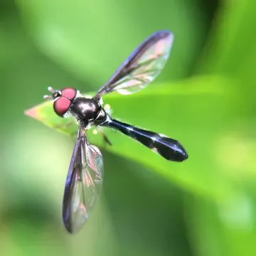 Pelecinobaccha costata (Say, 1829):161