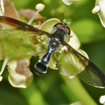 Pelecinobaccha costata (Say, 1829):161
