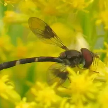 Baccha fuscipennis Say, 1823:100
